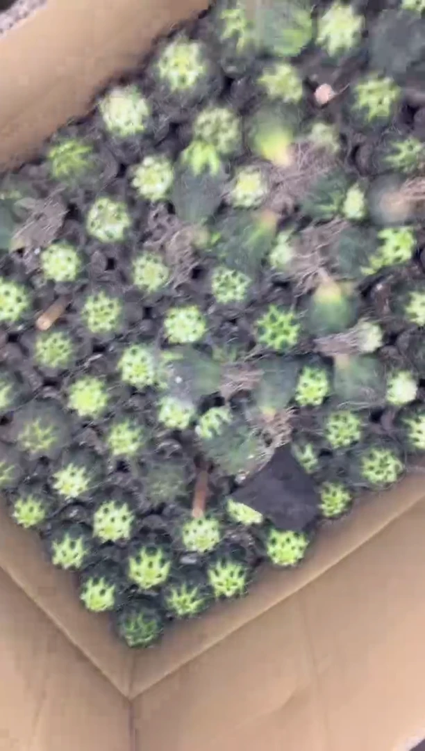 10颗 菲花玉 徒长