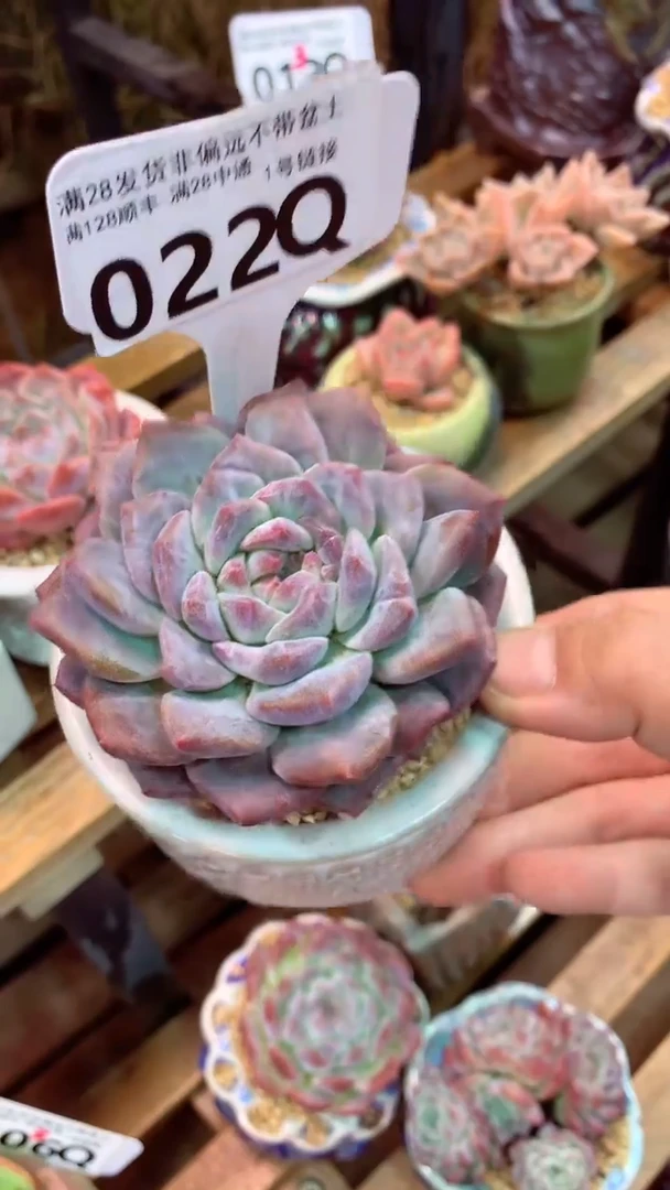 022Q（一物一拍实付满28发货，默认不带盆土）