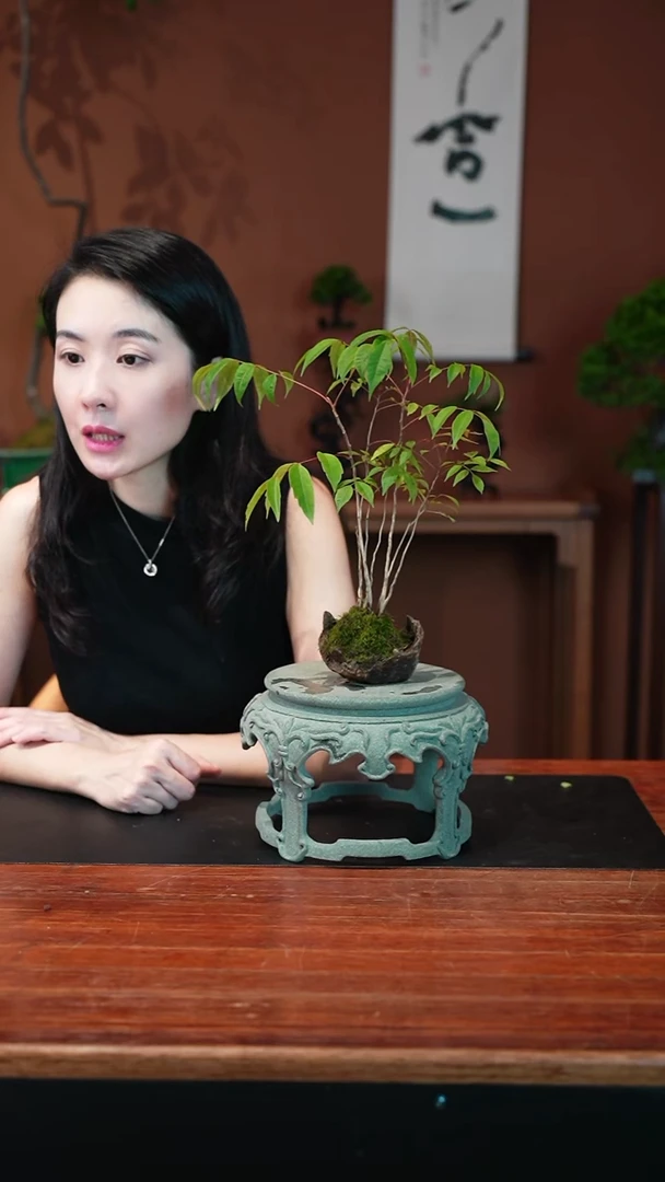无花朵小槭树盆景盆景盆景