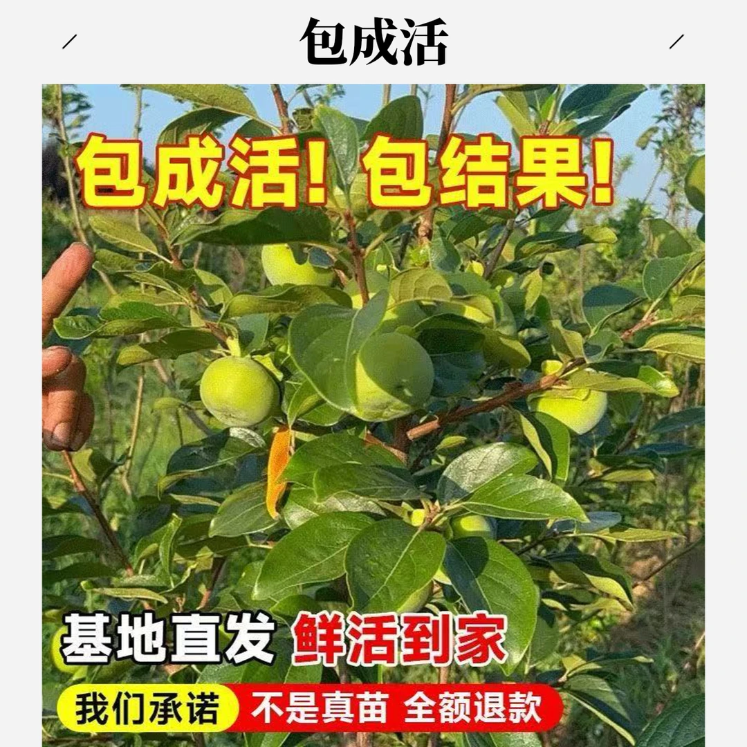脆甜大果柿子树苗南北方栽种盆栽地栽阳台庭院种植