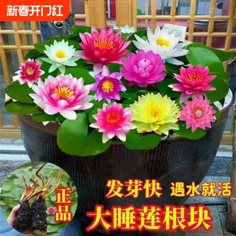 睡莲水培植物四季开花鱼缸池塘荷花盆栽水养四季庭院碗莲睡莲根块