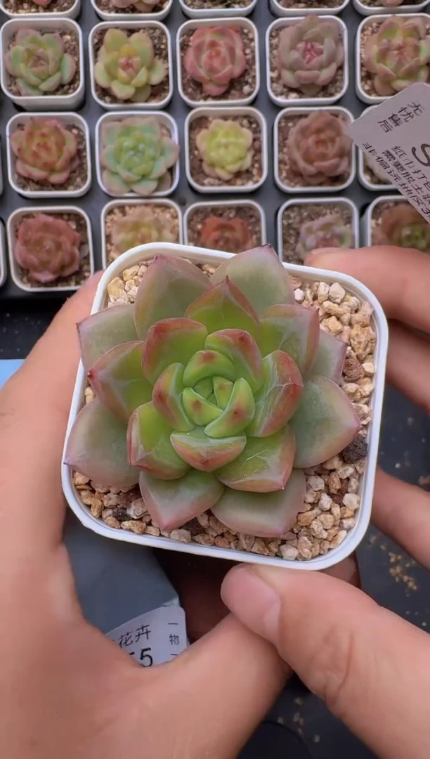 054S带盆土发 当场拍3颗以上包柚 多肉植物 一物一拍