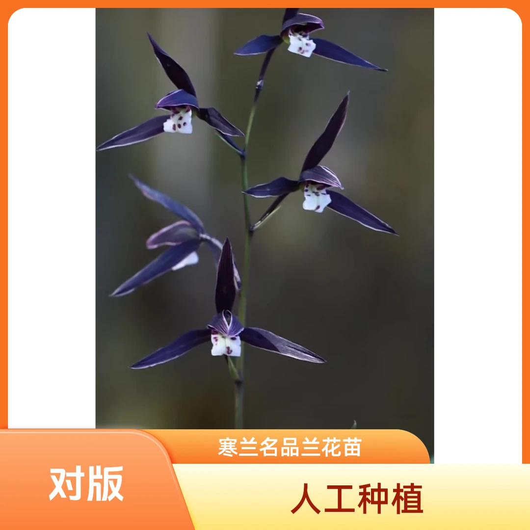 【紫薇】寒兰名品 国兰老种2苗 花开浓香 好养易活 对版 人工种植