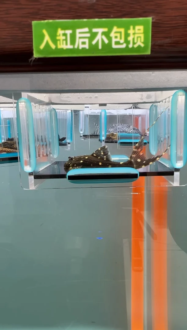 清道夫71号白珍入缸不包损 录制完整开箱视频6.5