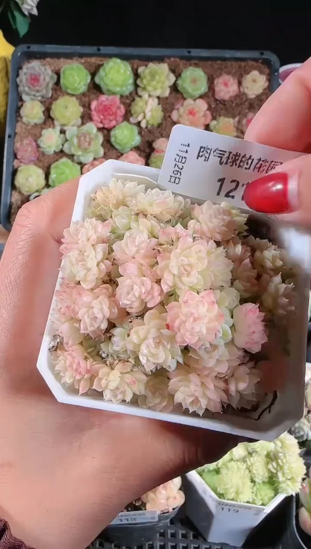 1126-121群生不包整