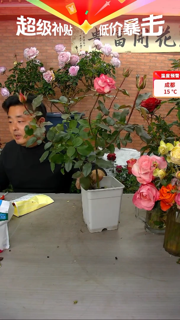 当前无花朵，栽培后可花朵艾莎