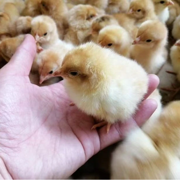 呆萌幼苗鸡苗宠物鸡健康包邮包活到家买20只送5只（到手25只）