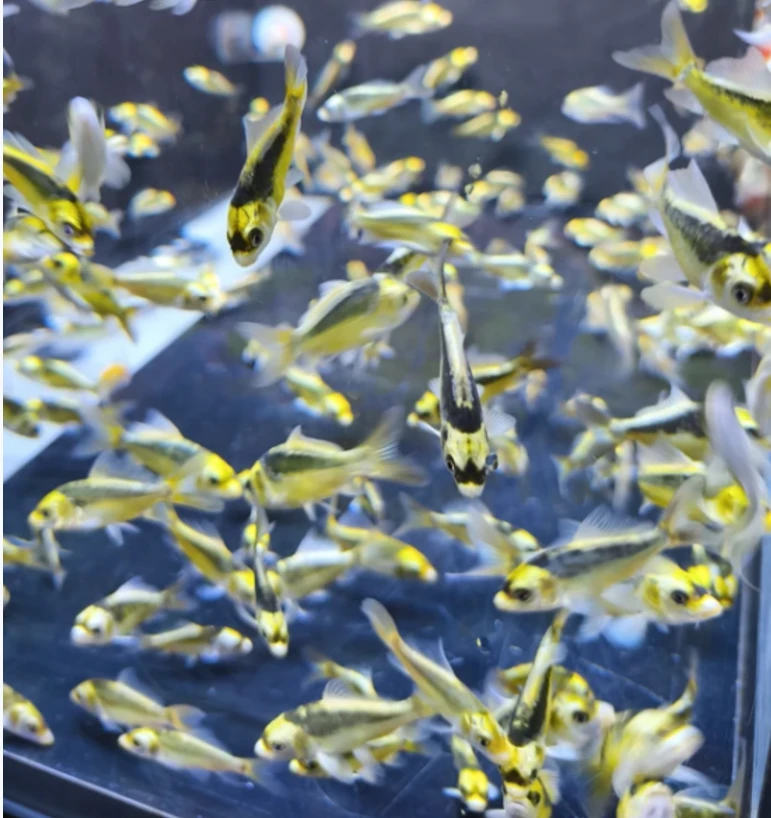 精品玛雅普身蝴蝶锦鲤观赏鱼（小尺寸）·佳小