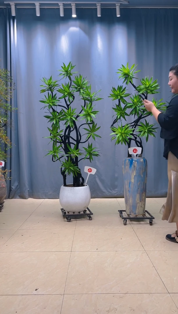 无花朵惑金心百合竹11号换矮盆