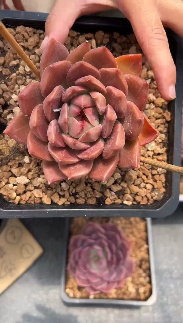 红糖卡-没有拍冷链化水不售后