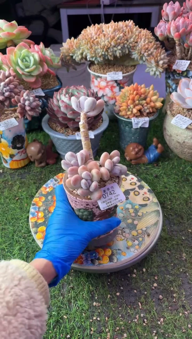 昆明印象多肉0742