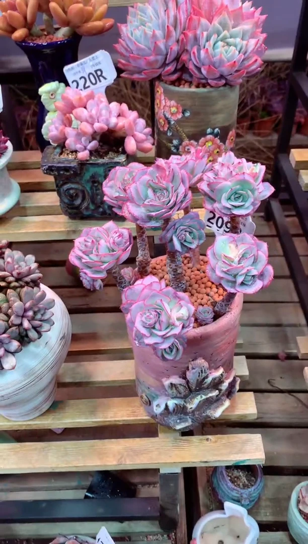 209R（一物一拍，精品多肉，所见即所得 ）