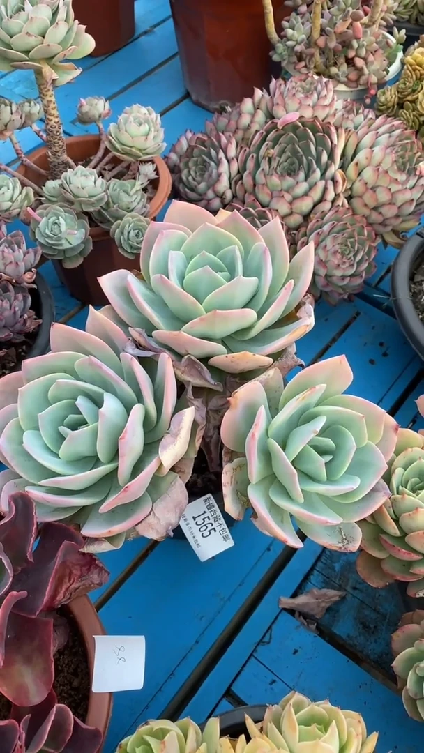 【闪购商品】1565血凤