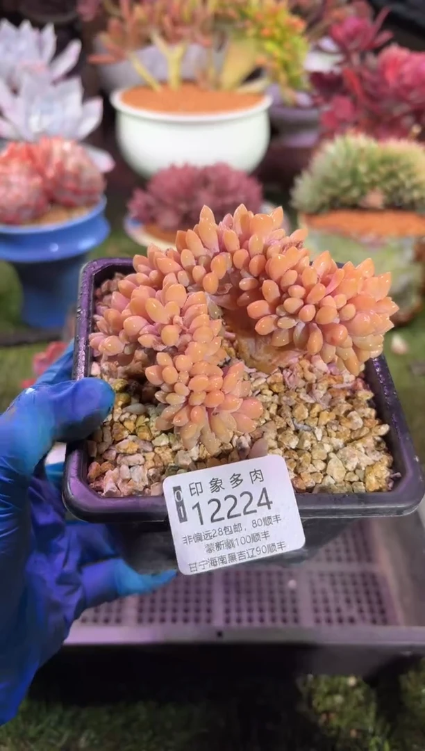 【闪购商品】12224