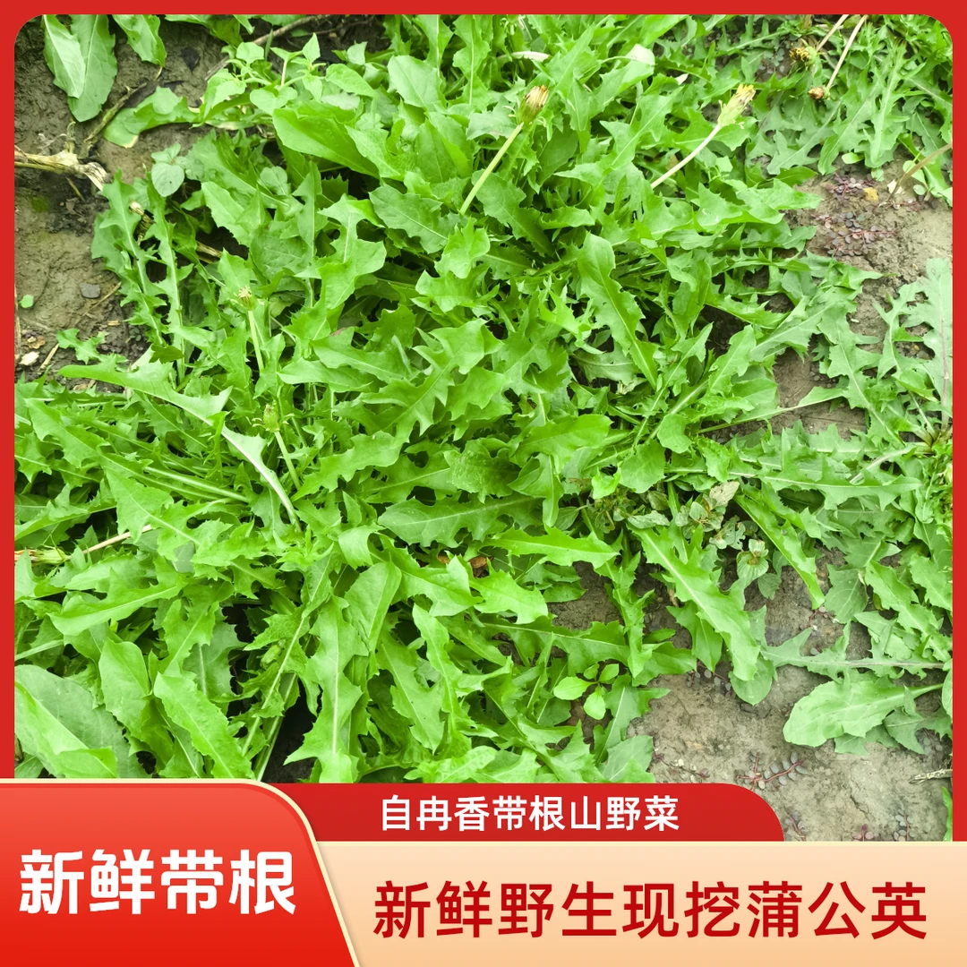 河南新鲜现挖整棵带根蒲公英嫩绿清香黑根婆婆丁绿色应季山野菜
