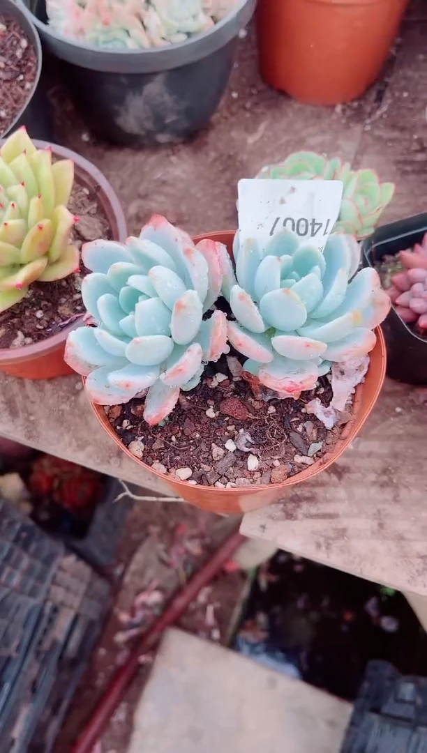 T****?跃跃精品多肉14007