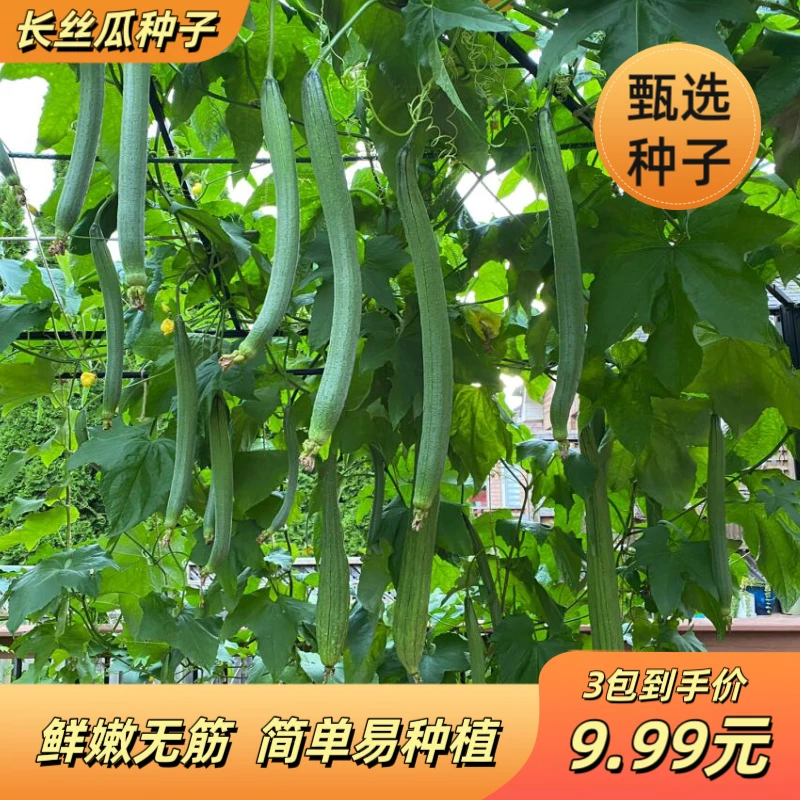 长香丝瓜种子香嫩早熟丝瓜种籽四季南方北方丝瓜籽易成活种子