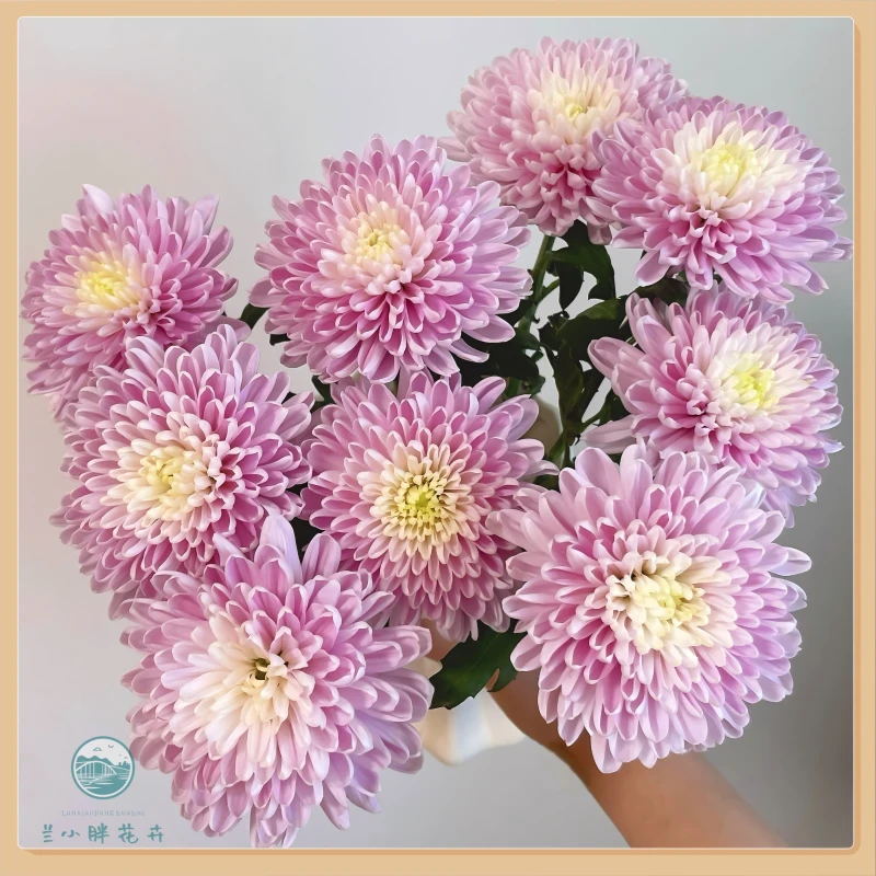 【兰小胖】方德-罗斯安娜粉（单头）小菊5/10枝装 超长花期 顺丰包邮