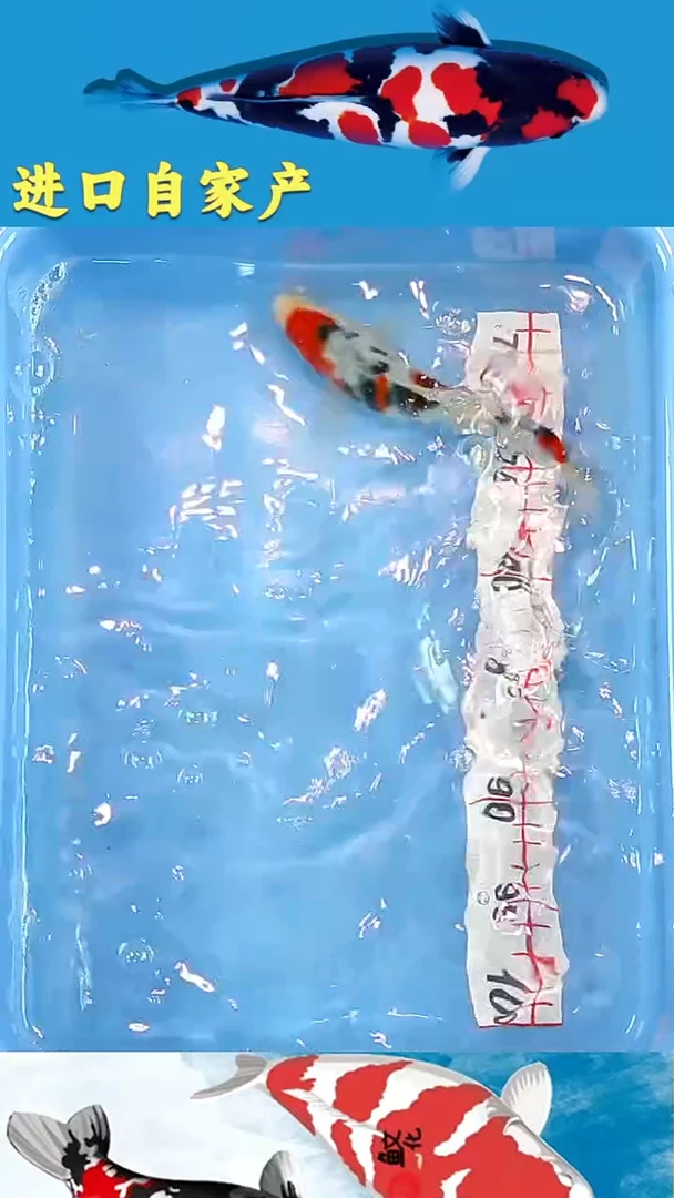 锦鲤2025/12/20悦鲤阁甄选锦鲤--56