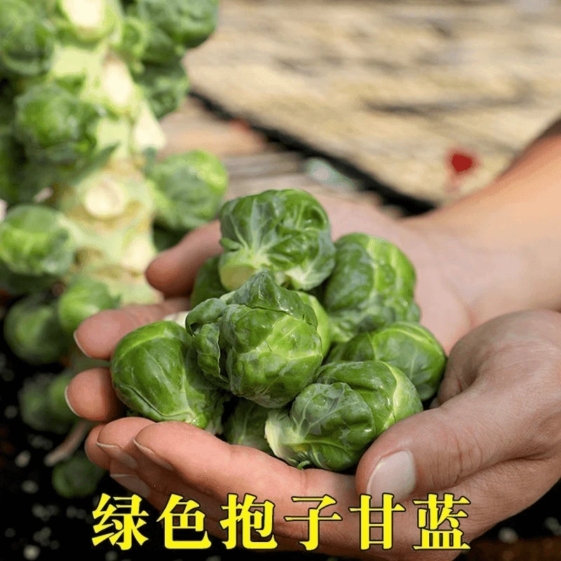 孢子甘蓝种子孢子甘蓝春秋季小型芽球包心菜阳台庭院四季播种简单
