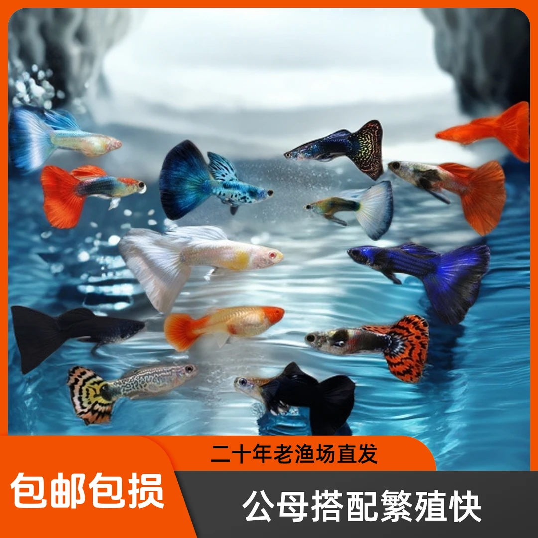 热带观赏孔雀鱼纯种观赏鱼小型淡水好养热带鱼活体斑马金鱼小鱼苗