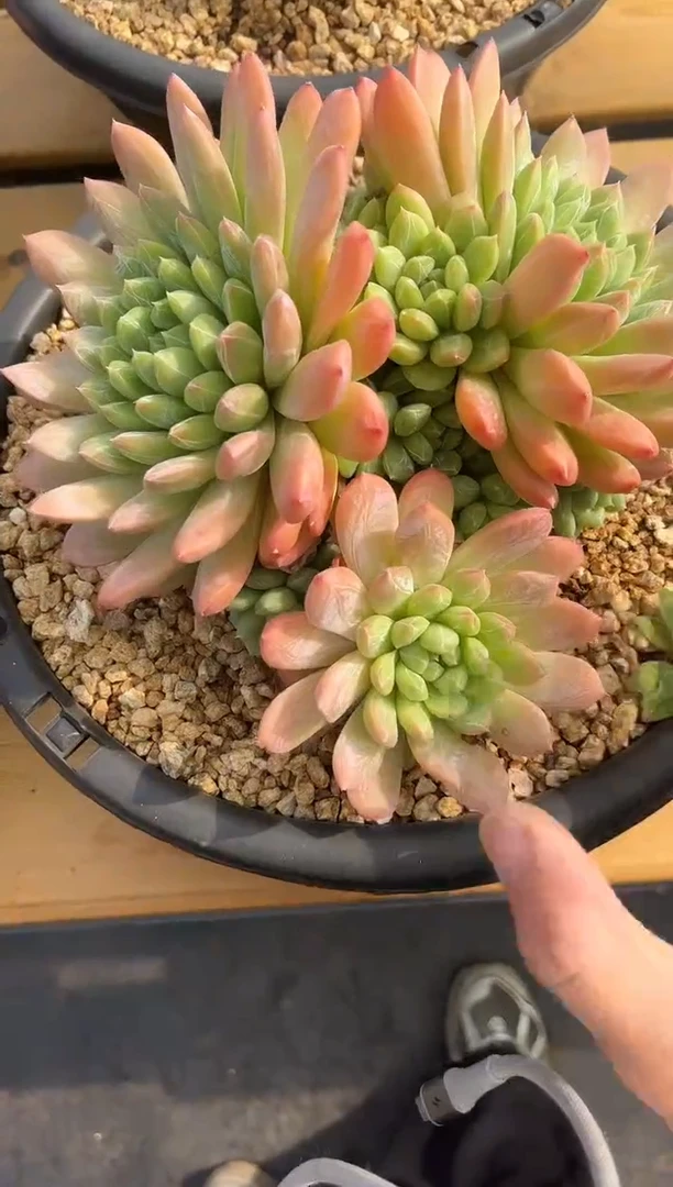 百达翡翠
