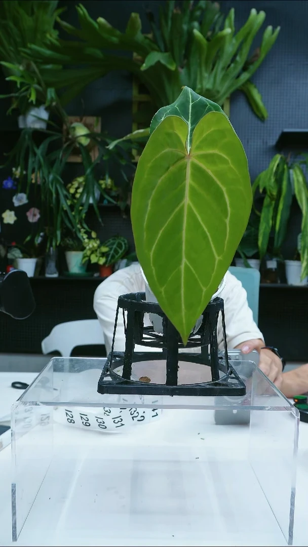 完全开放一*运一物一拍I28