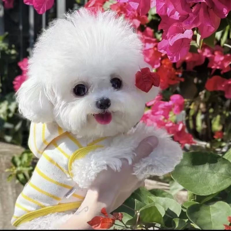（成都美吉萌宠）T狗狗活体