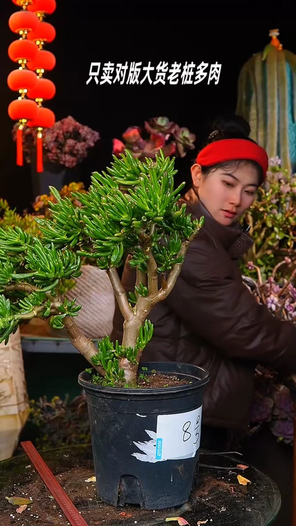 【闪购商品】大吸财树8号