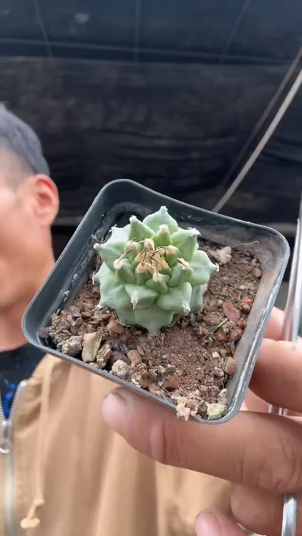 实生赤花娇丽19.99