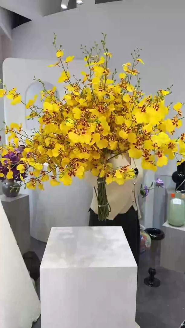 【闪购商品】藤拍15到18 金色跳舞兰（不含花瓶）