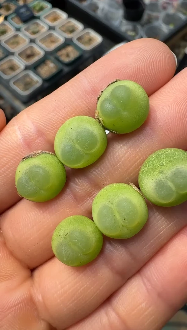 疯狂的多肉石头13桃尻娘拉登一颗