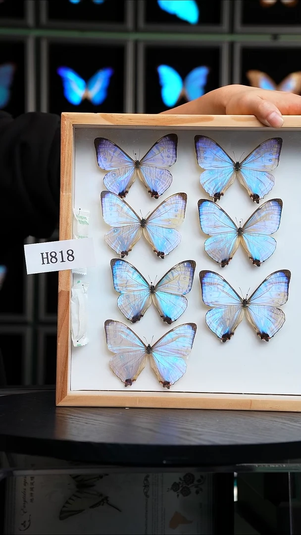 定制夜明珠闪蝶标本H818