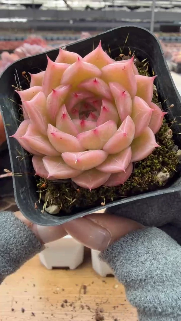 东云多肉园二店-84