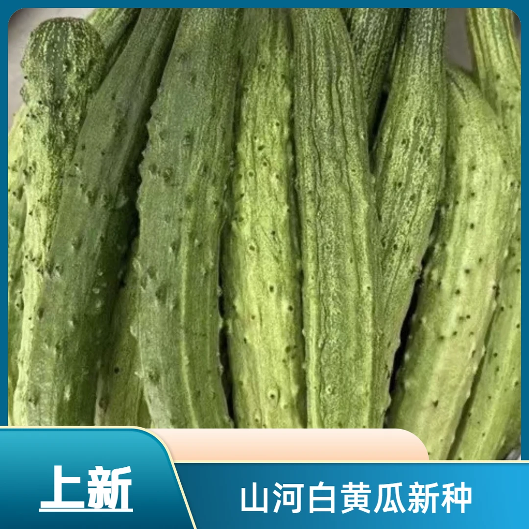 【山河白黄瓜种子】秋季新品种阳台小院菜园种植脆甜水果黄瓜