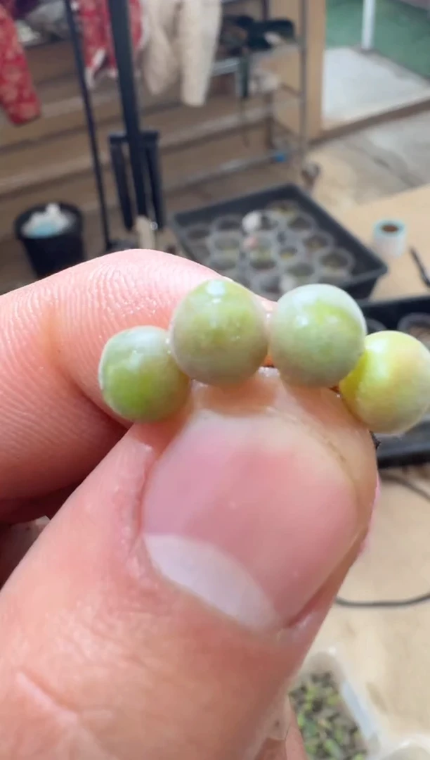 17-309多肉植物肉锥猫耳空蝉一颗