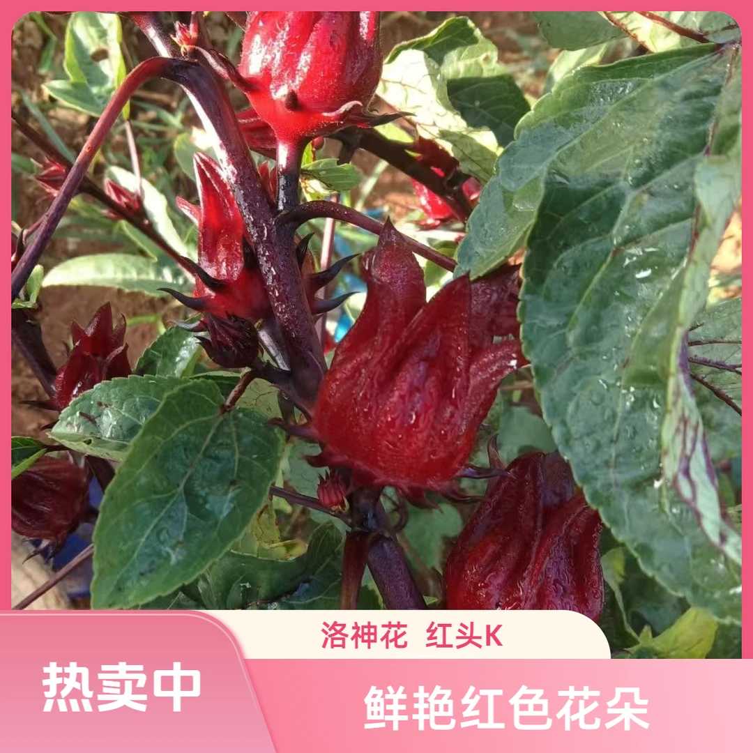 洛神花新鲜现摘洛神花果茶养红桃k泡酒酵素蜜饯生花草茶