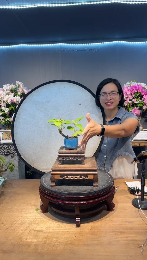 清**大三角梅同安红