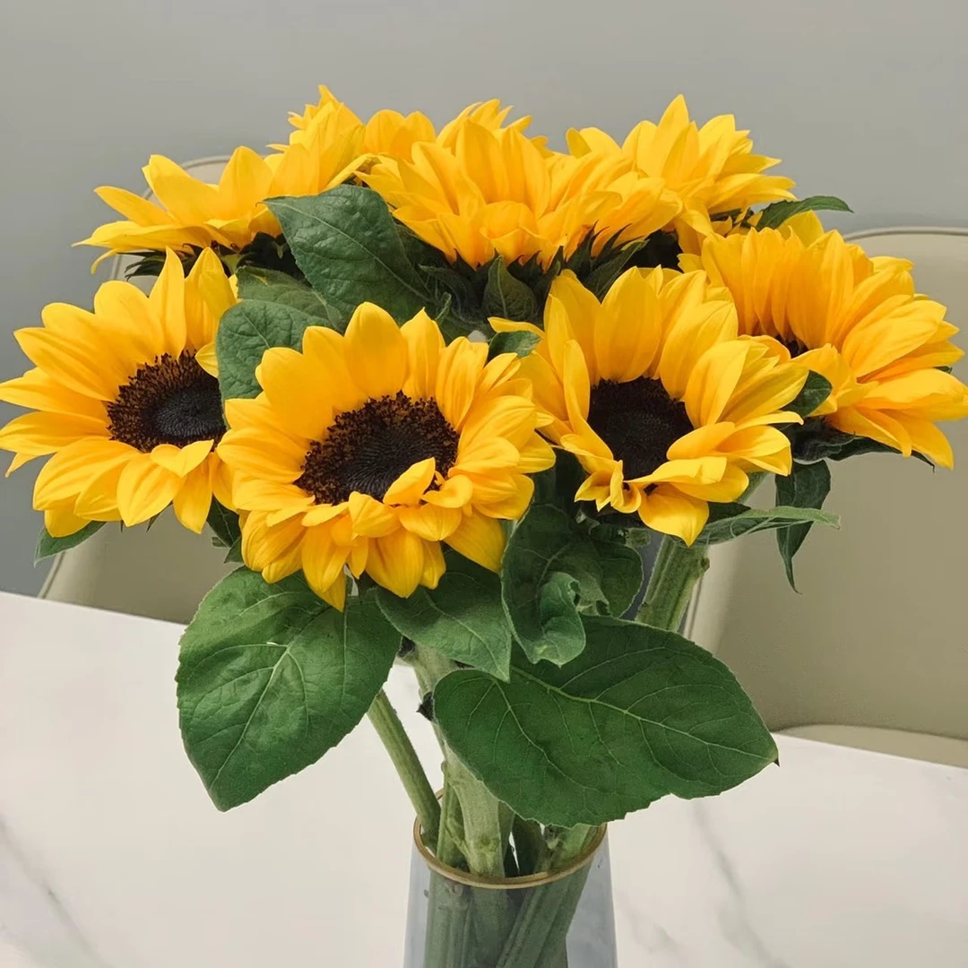 【向日葵5支】云南鲜花基地直发鲜切手捧花家庭养花 任意三单送花瓶