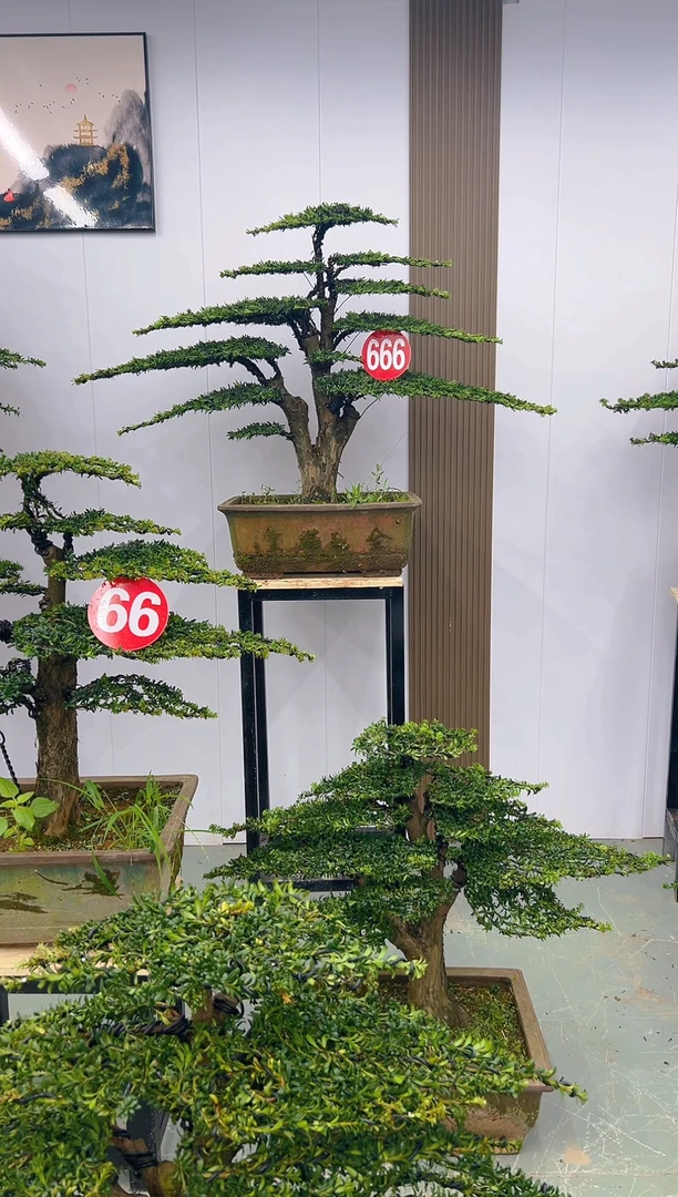 无花朵瑾**舍000000000000000
