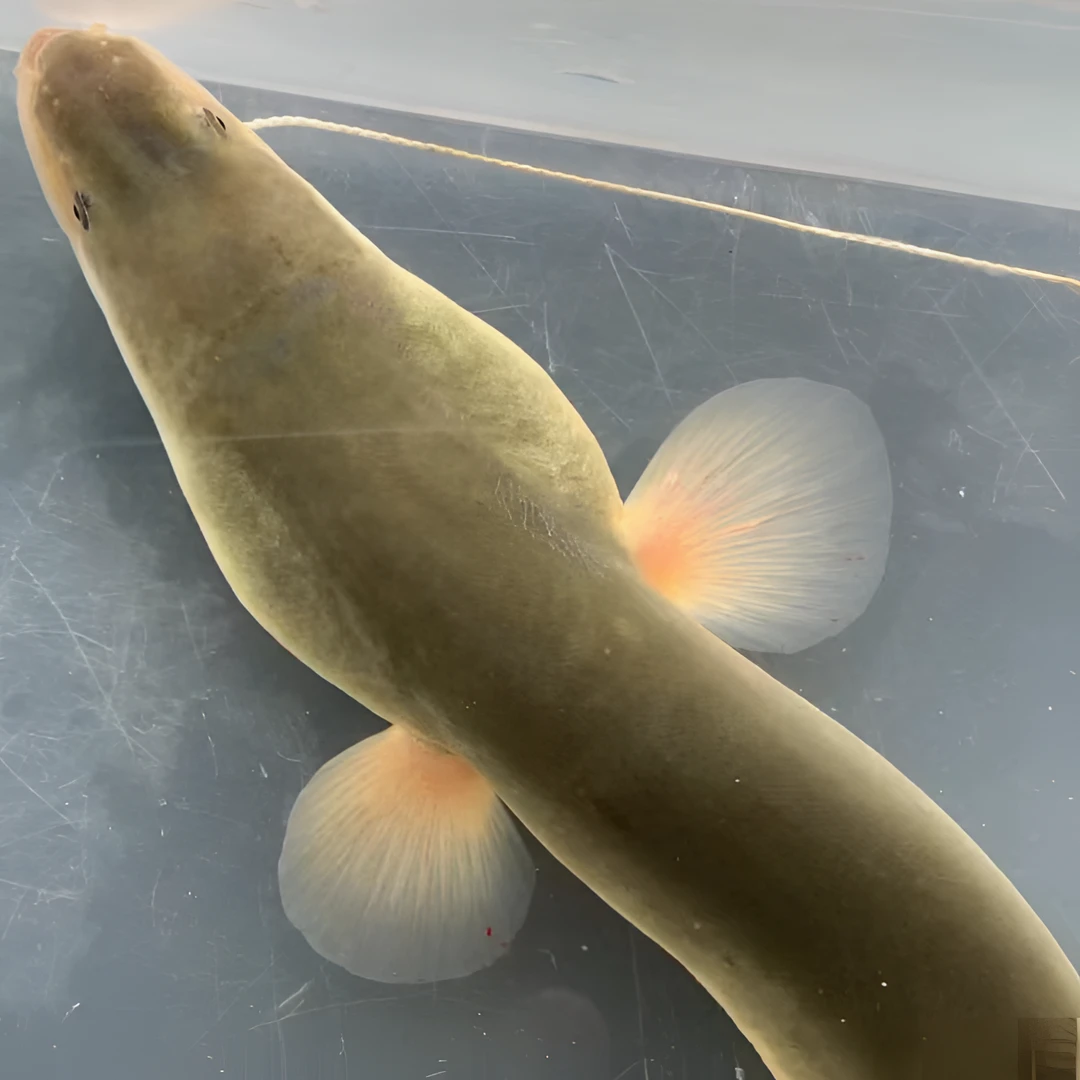 浙江杭州三江流域本地食用江鳗鱼新鲜包邮到家品质