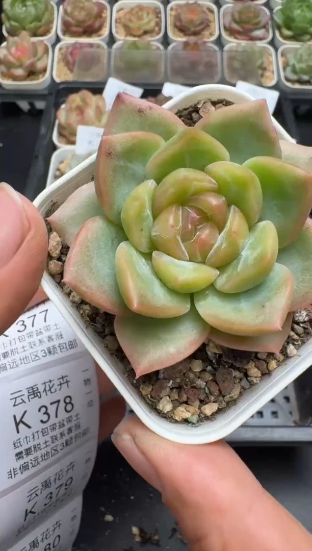 375K云禹多肉植物 带盆土纸巾打包 当天拍3颗包邮