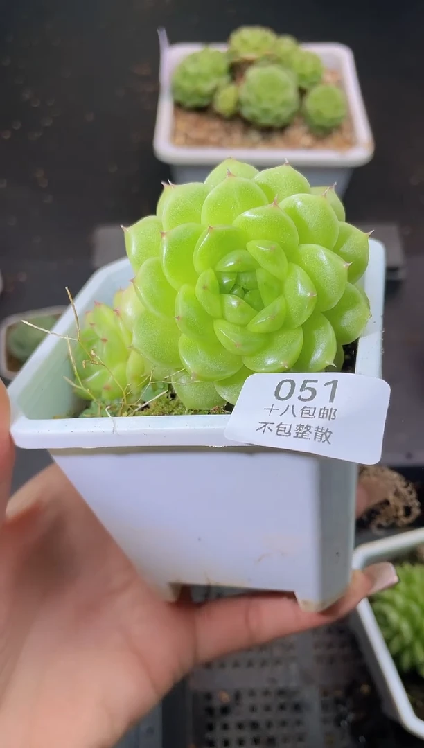 051优选量拍发一颗