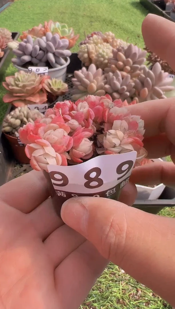 【闪购商品】信福多肉一物一拍