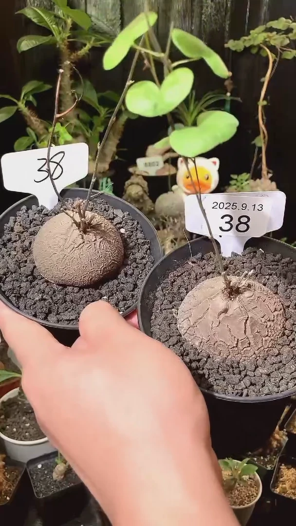 38号913福利南非龟甲龙买1个送1个