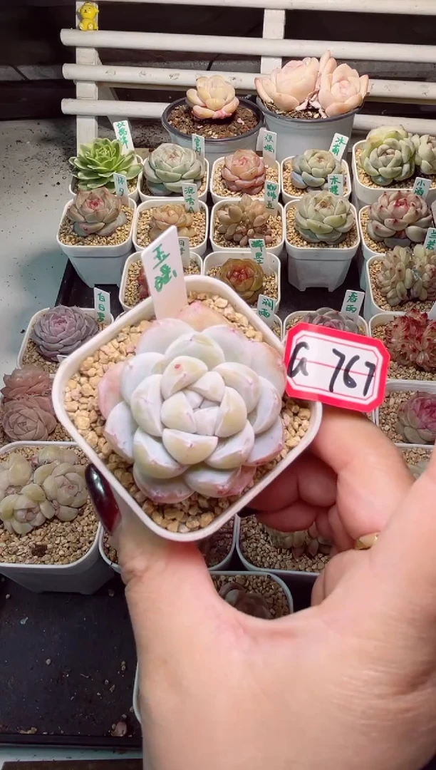 【闪购商品】G767玉瑶一物一拍