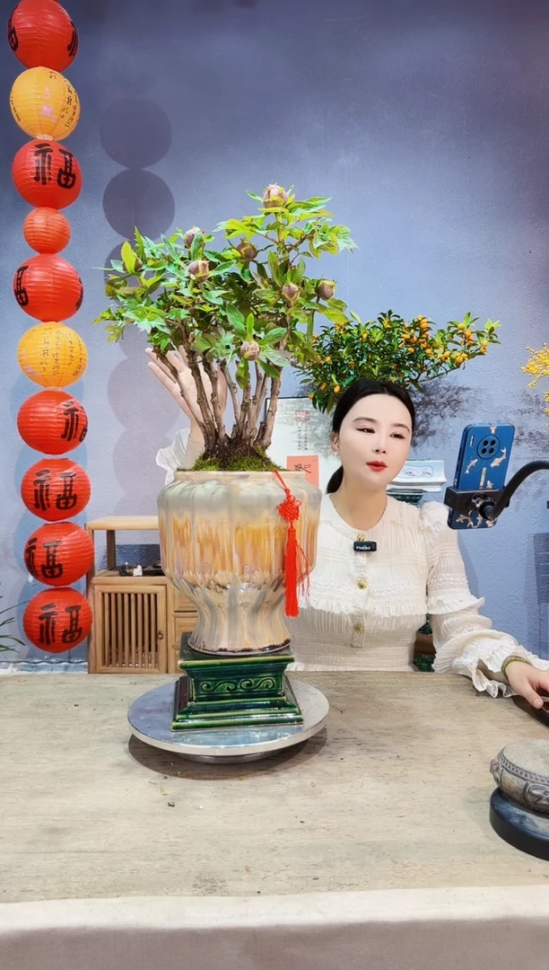 【闪购商品】盆景牡丹