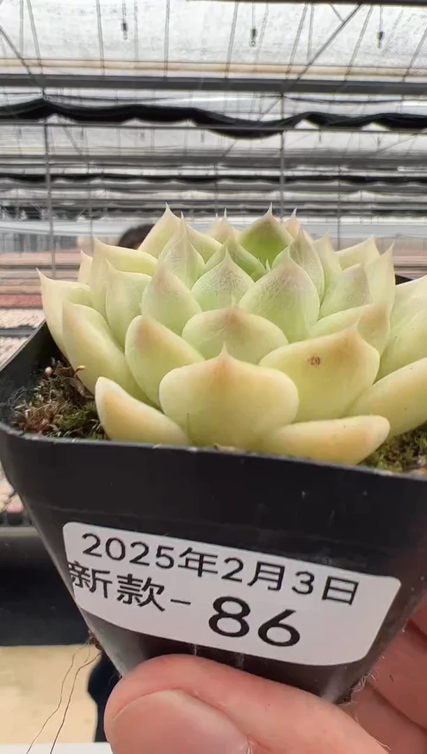 【闪购商品】新款多肉-86