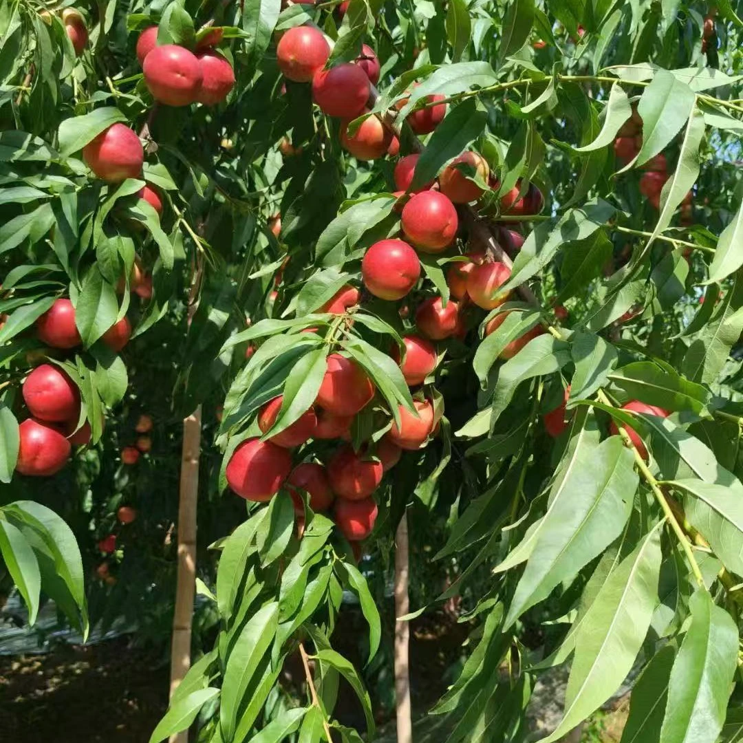 2级苗，新品种桃树苗