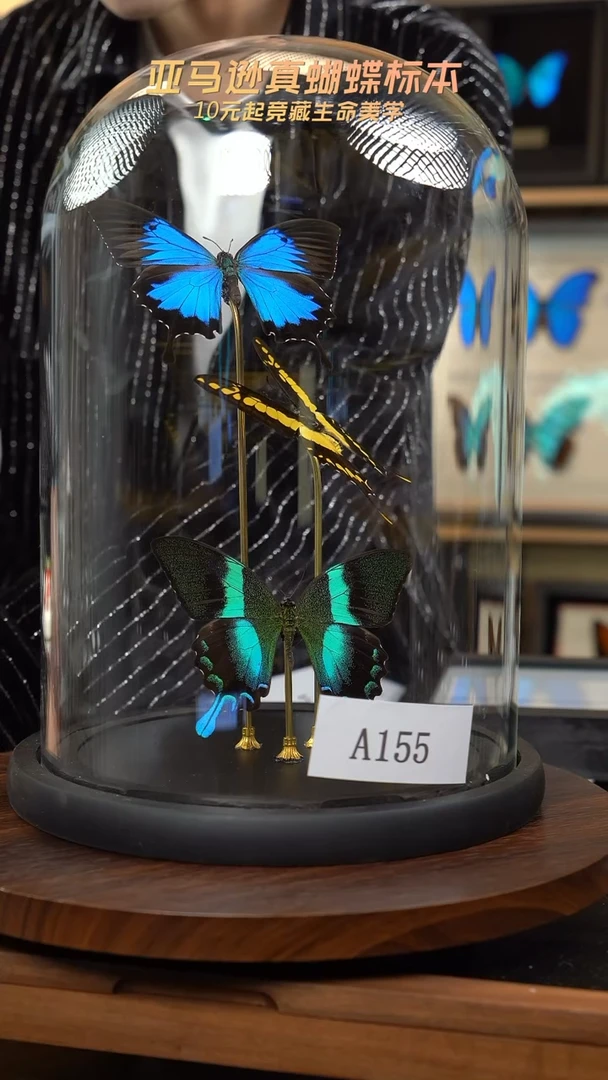 蝴蝶标本摆件竞拍a155